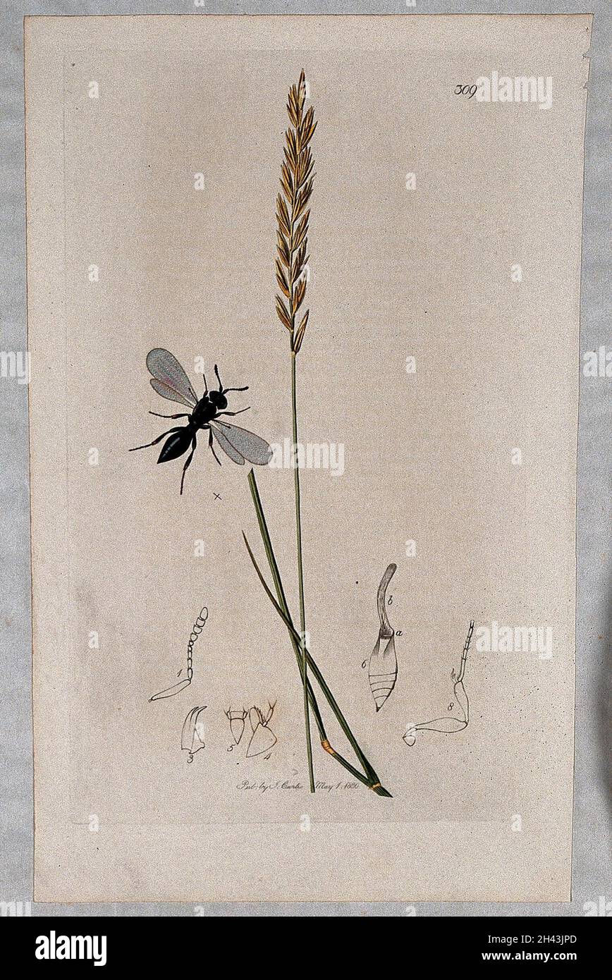 Couch grass (Elymus repens) with an associated insect and its abdominal segments. Coloured etching, c. 1830. Stock Photo
