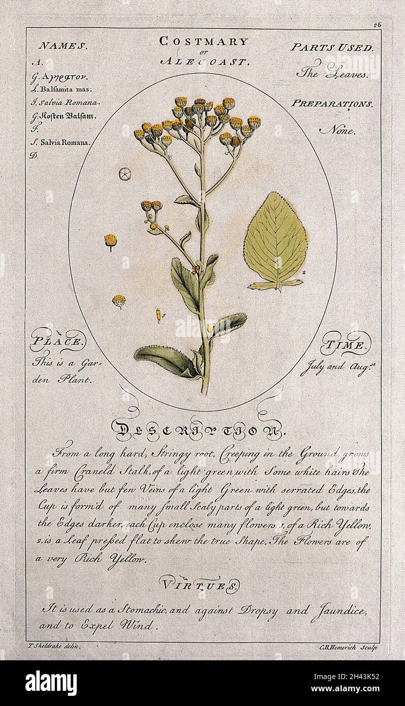 Alecost or costmary (Balsamita major Desf.): flowering stem with ...