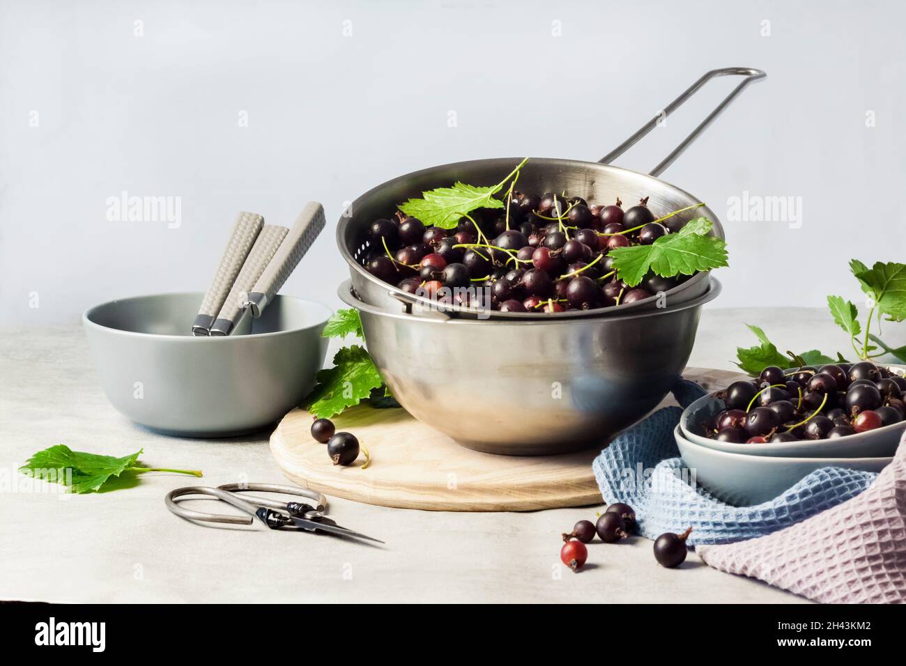 The jostaberry (Ribes x nidigrolaria) hybrid of a black currant and gooseberry Stock Photo