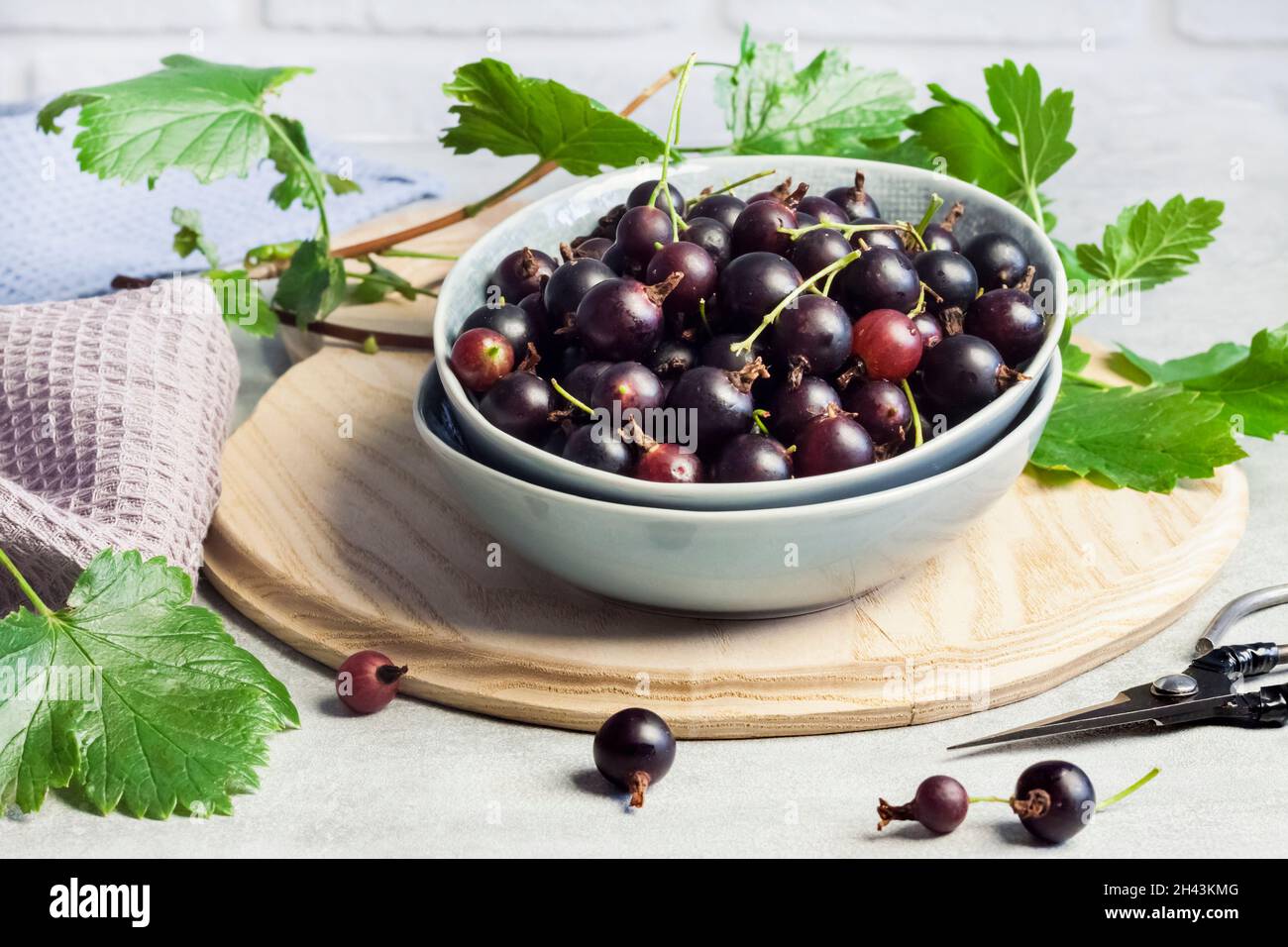 The jostaberry (Ribes x nidigrolaria) hybrid of a black currant and gooseberry in a bowl Stock Photo