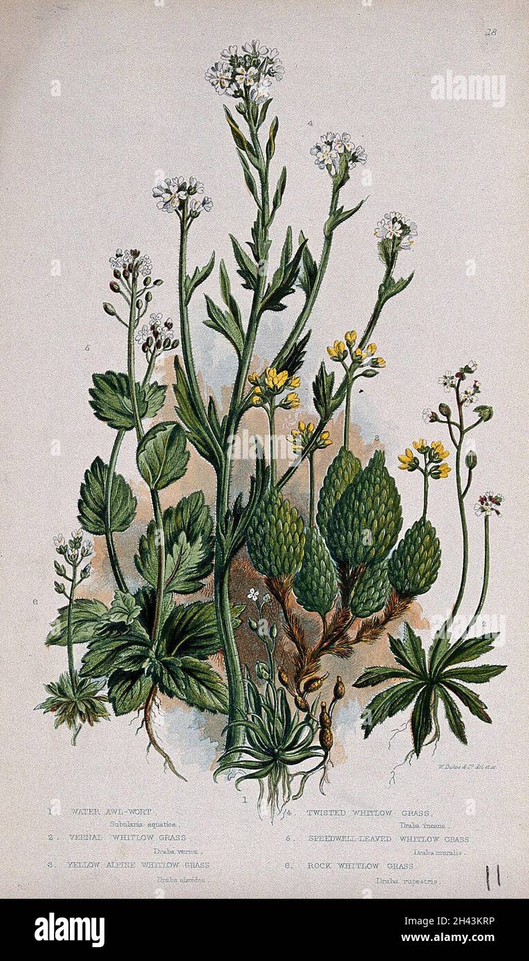 Six flowering plants, including whitlow grasses (Erophila species) and awlwort (Subularia aquatica). Chromolithograph by W. Dickes & co., c. 1855. Stock Photo