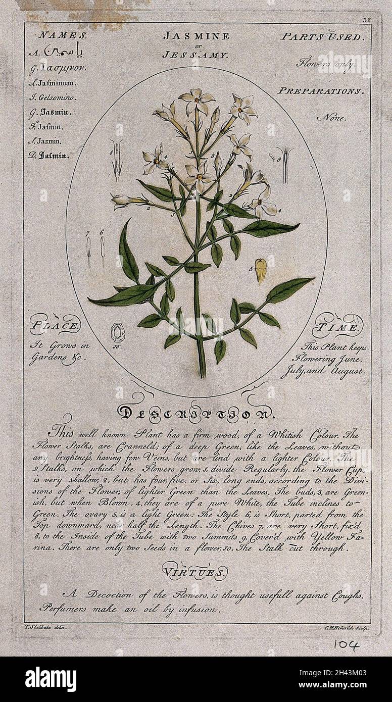 Jasmine (Jasminum officinale L.): flowering stem with floral segments and a description of the plant and its uses. Coloured line engraving by C.H.Hemerich, c.1759, after T.Sheldrake. Stock Photo