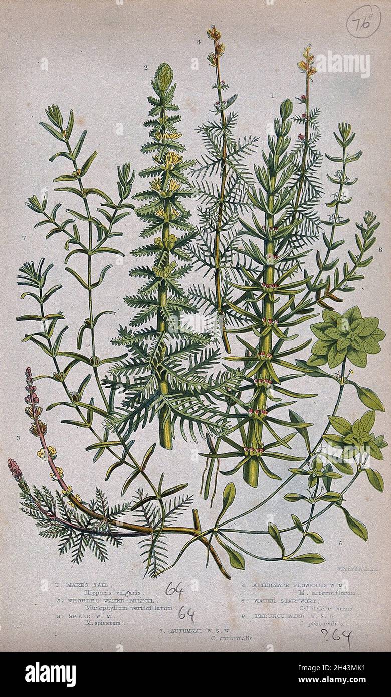 Seven flowering plants, including water milfoil (Myriophyllum species) and starworts (Callitriche species). Chromolithograph by W. Dickes & co., c. 1855. Stock Photo