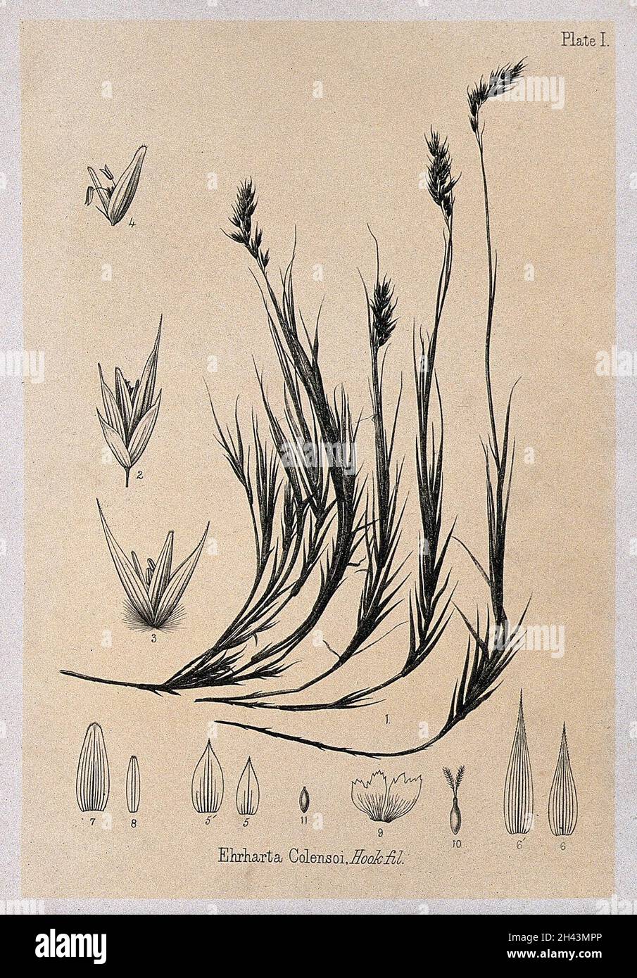 Alpine rice grass (Ehrharta colensoi Hook f.): plant with floral ...