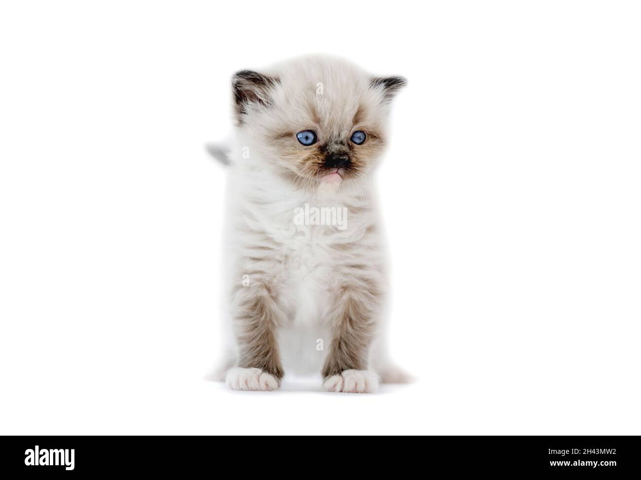 Ragdoll kitten isolated on white background Stock Photo - Alamy