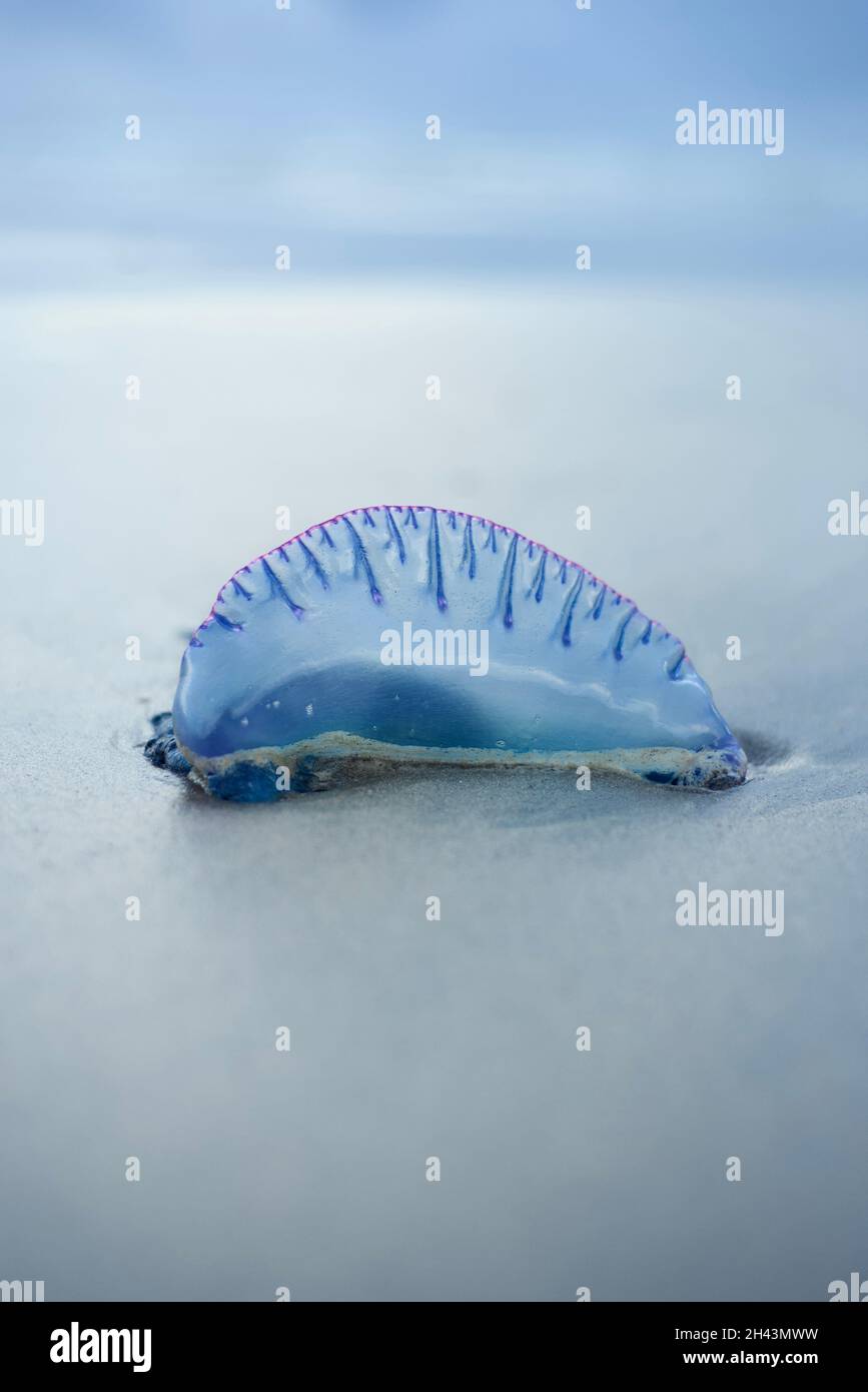 Bluebottle jelly fish (Portuguese Man o'war) Stock Photo