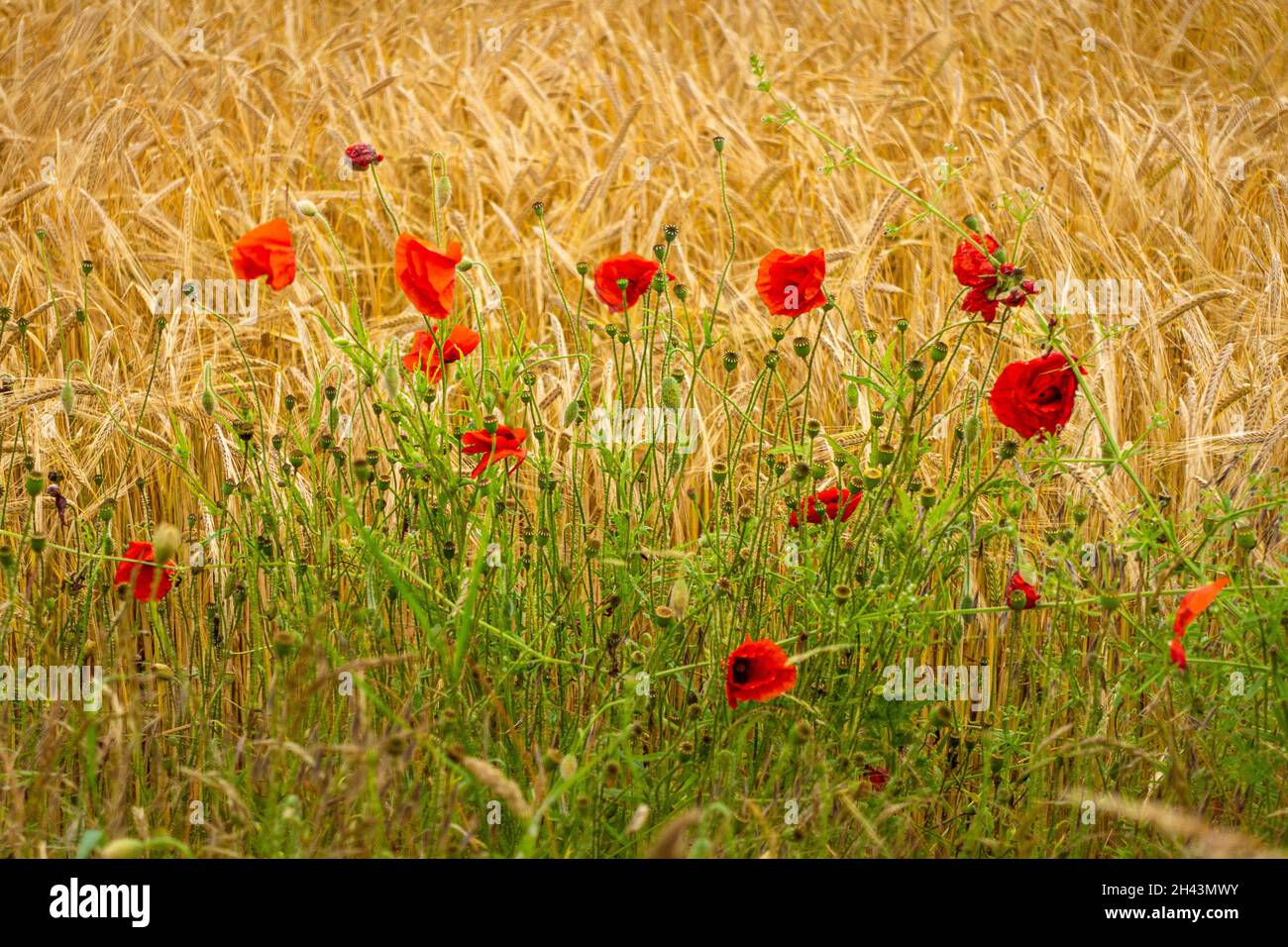 A group of red poppies at the edge of a corn field Stock Photo