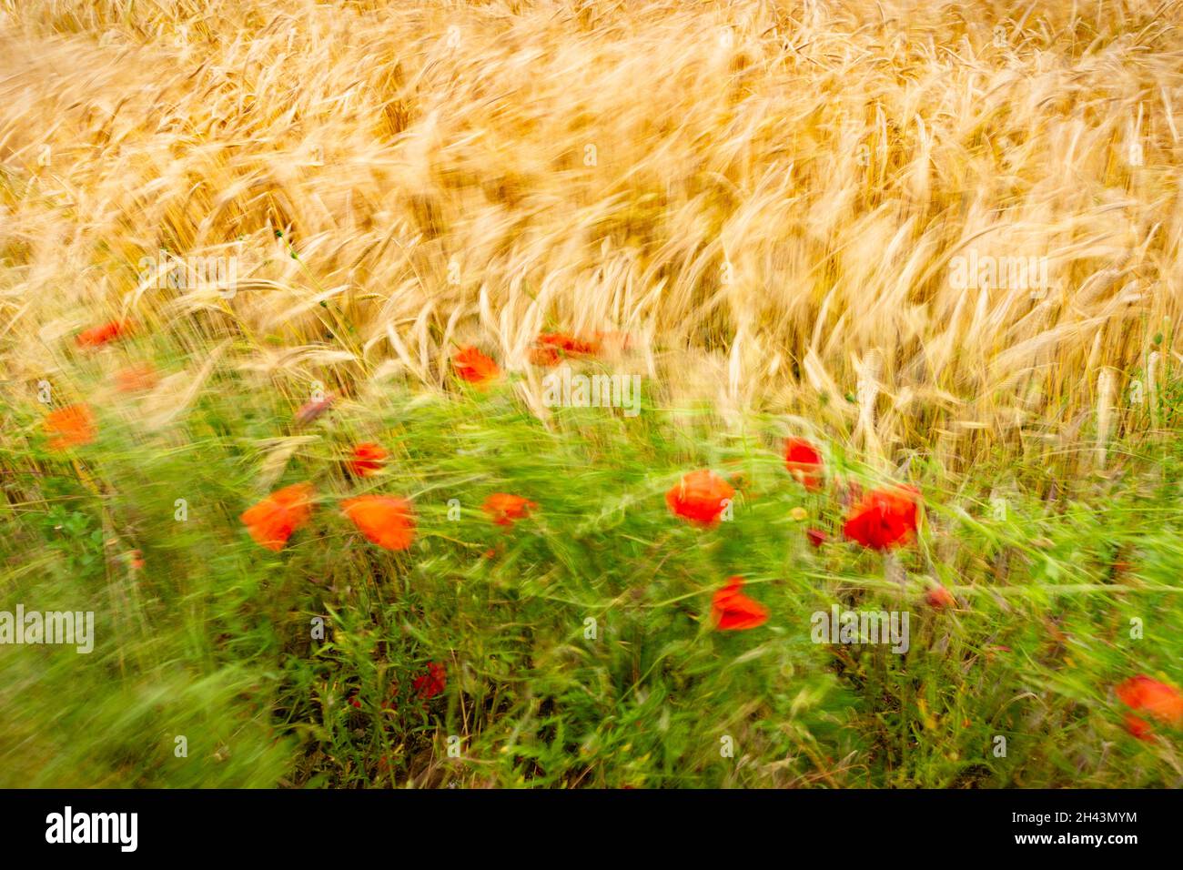 Red poppies and corn swaying in the breeze Stock Photo