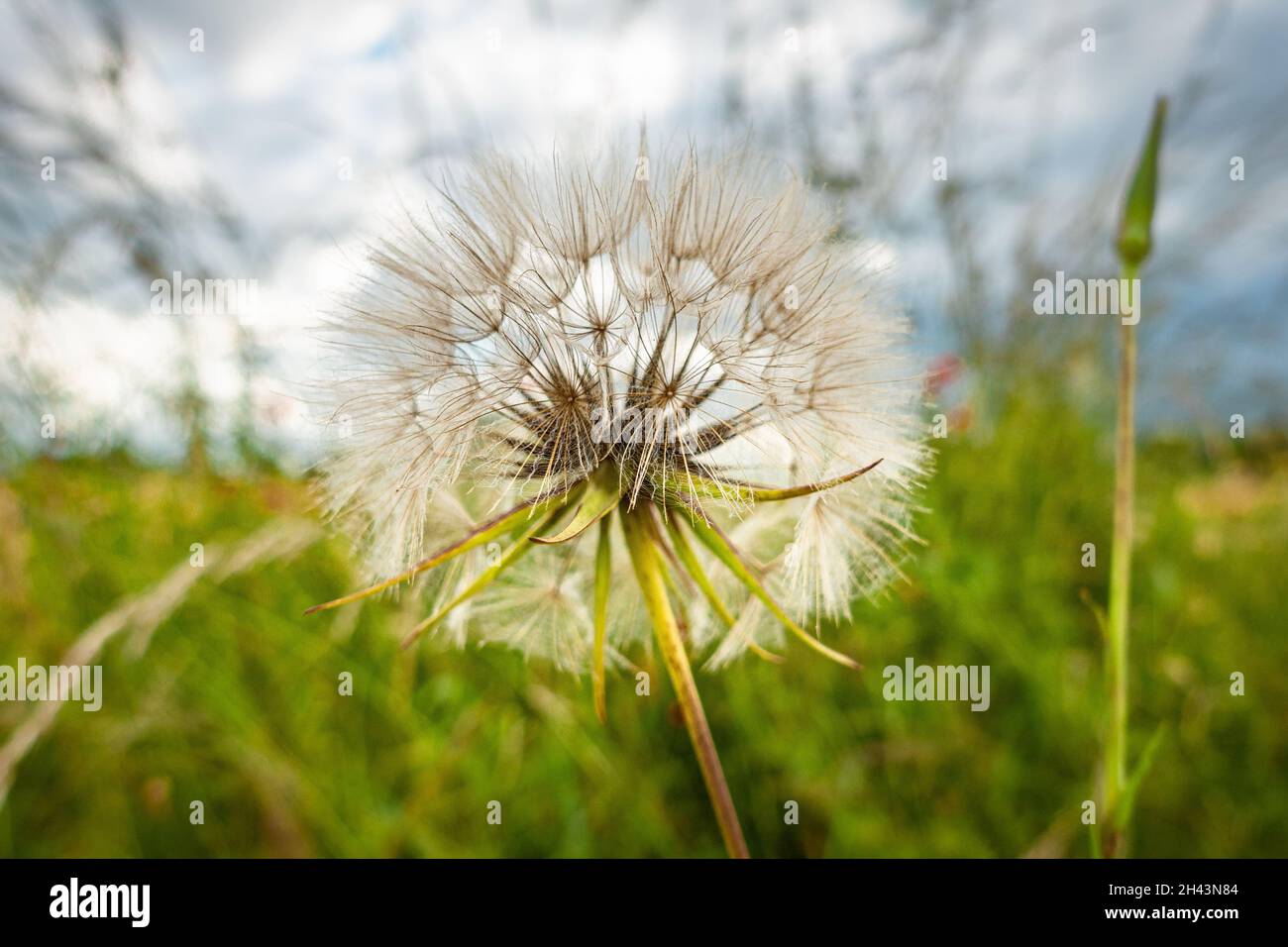 Dandelion seed head against a horizon line with grass and sky Stock Photo