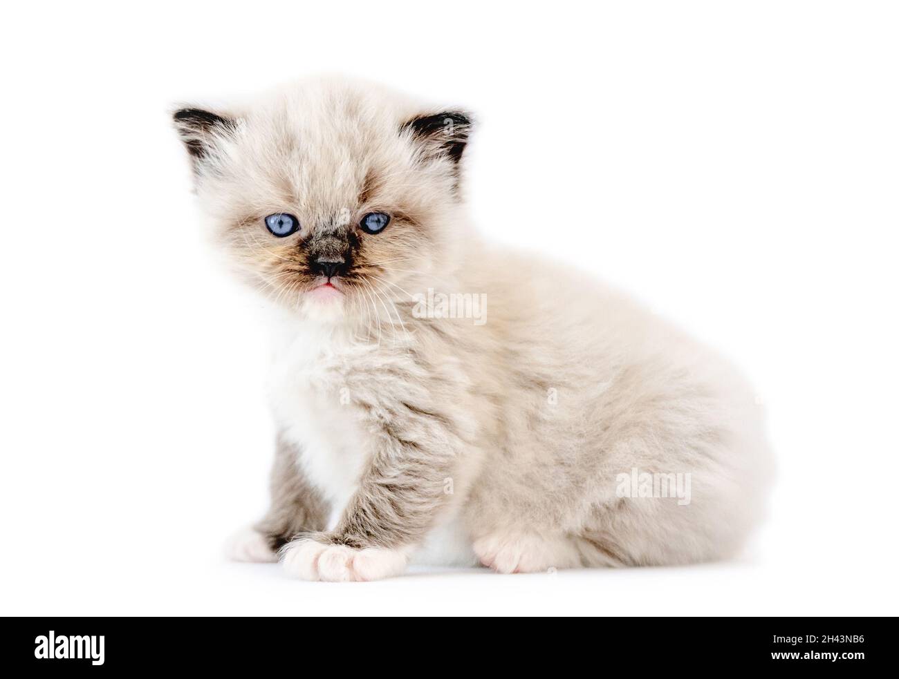 Ragdoll kitten isolated on white background Stock Photo - Alamy