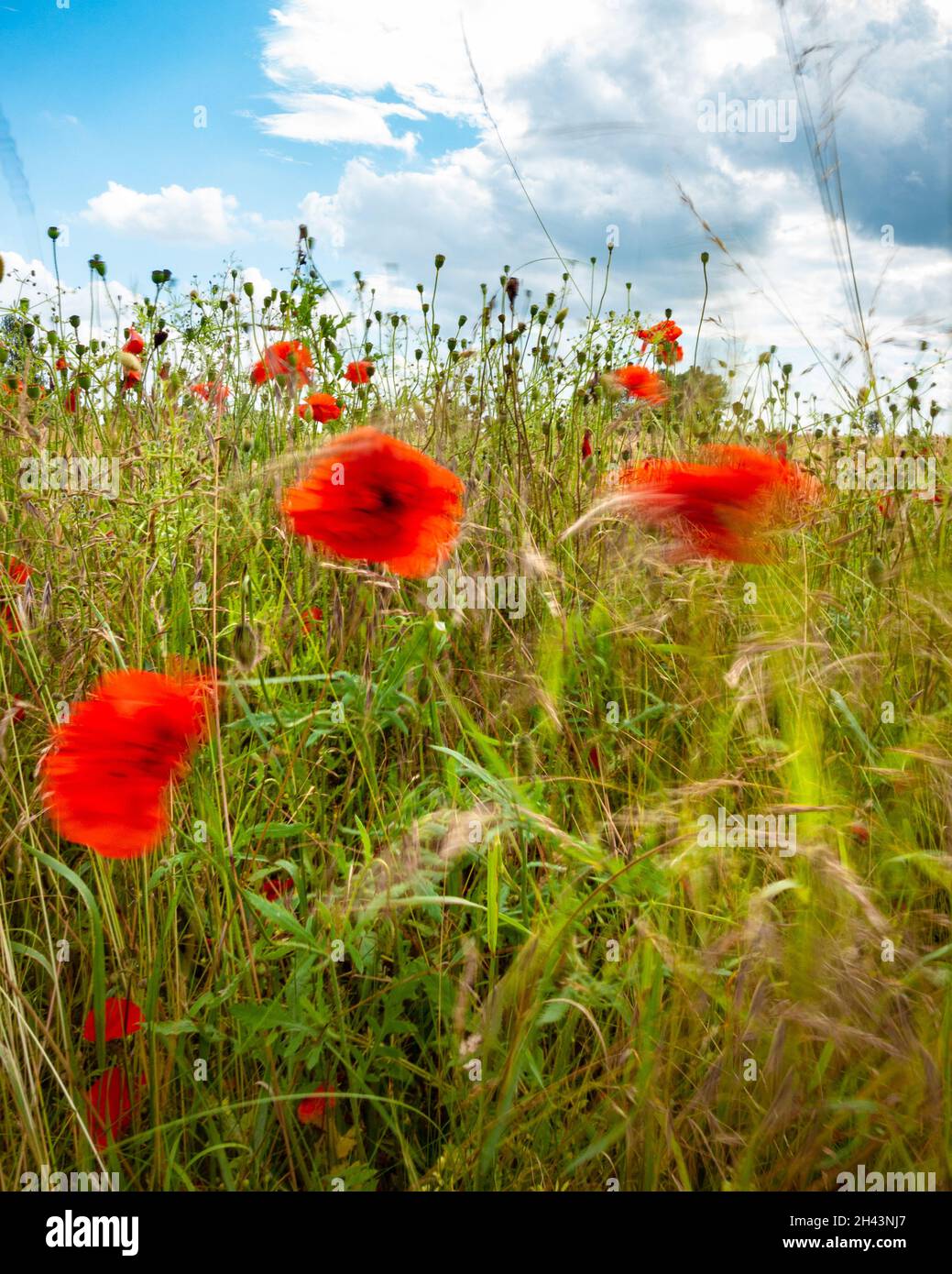 Red poppies gently swaying in the breeze amongst green herbaceous growth Stock Photo