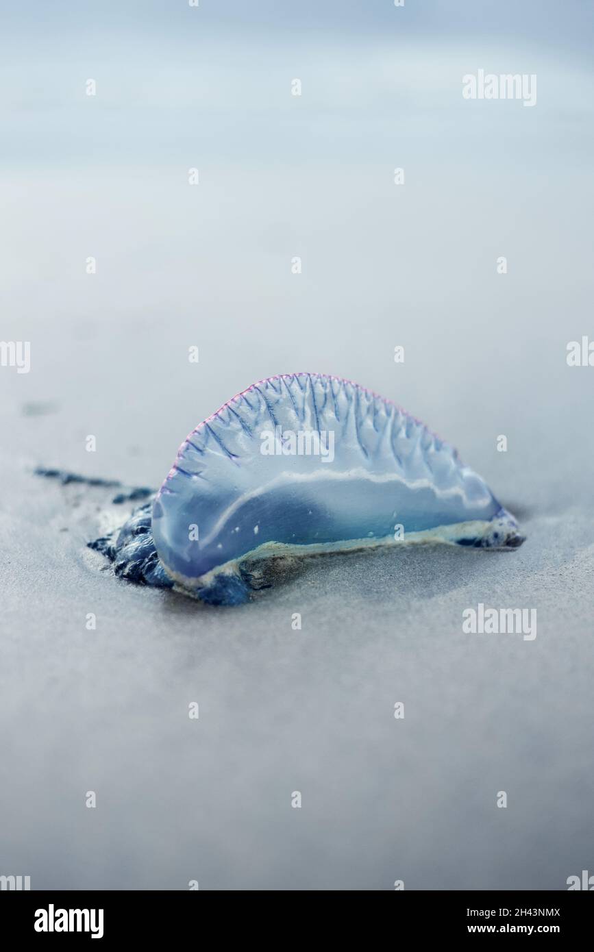 Bluebottle jelly fish (Portuguese Man o'war) Stock Photo