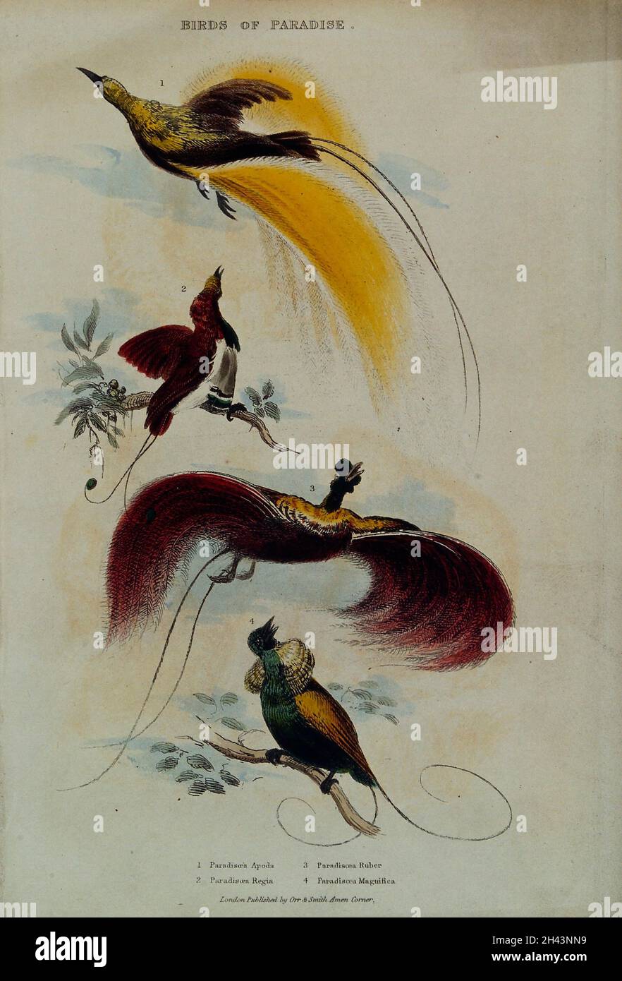 Four types of bird of paradise. Coloured etching Stock Photo Alamy