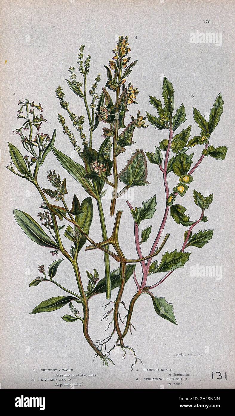 Four flowering plants, all types of orache (Atriplex species). Chromolithograph by W. Dickes & co., c. 1855. Stock Photo