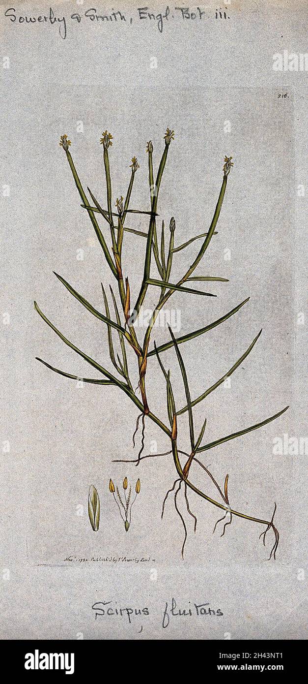 A rush (Scirpus fluitans): flowering stem and floral segments. Coloured engraving after J. Sowerby, 1794. Stock Photo