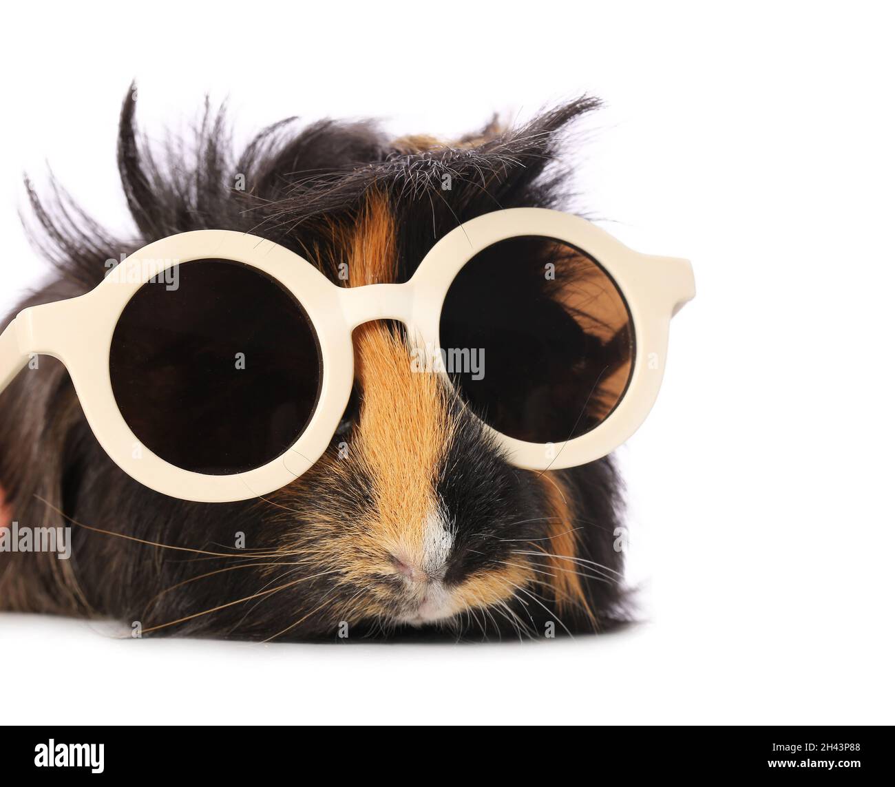 Cute guinea pig with sunglasses on white background Stock Photo Alamy