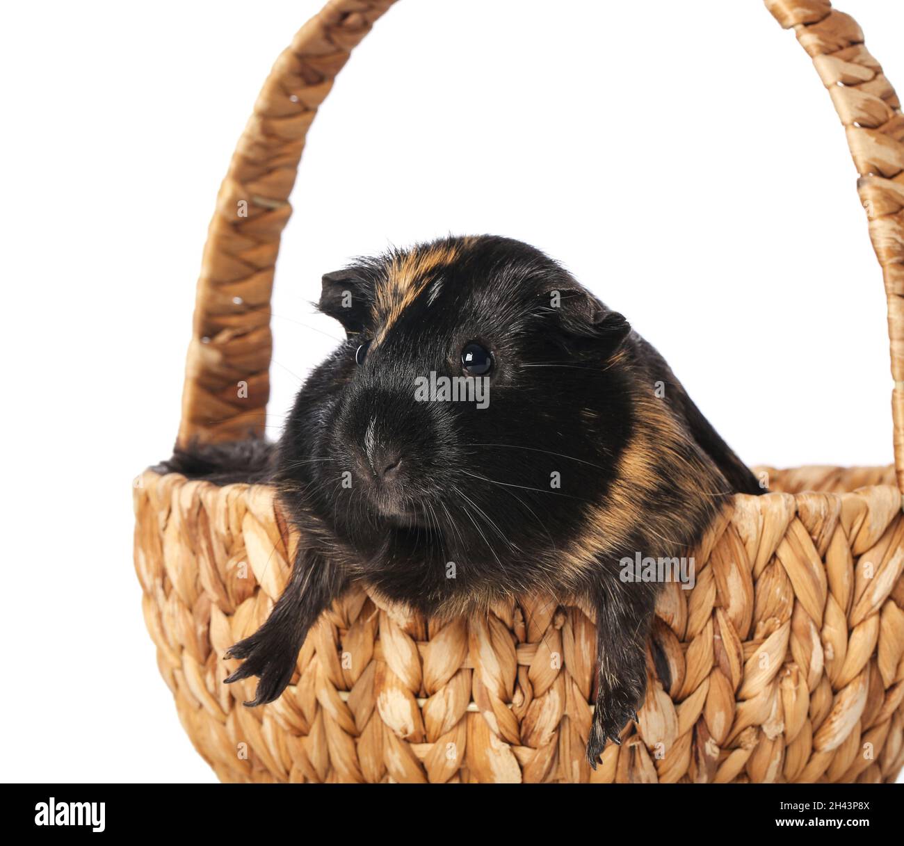 Picture of Cute guinea pig in wicker basket on white background Stock Photo - Alamy