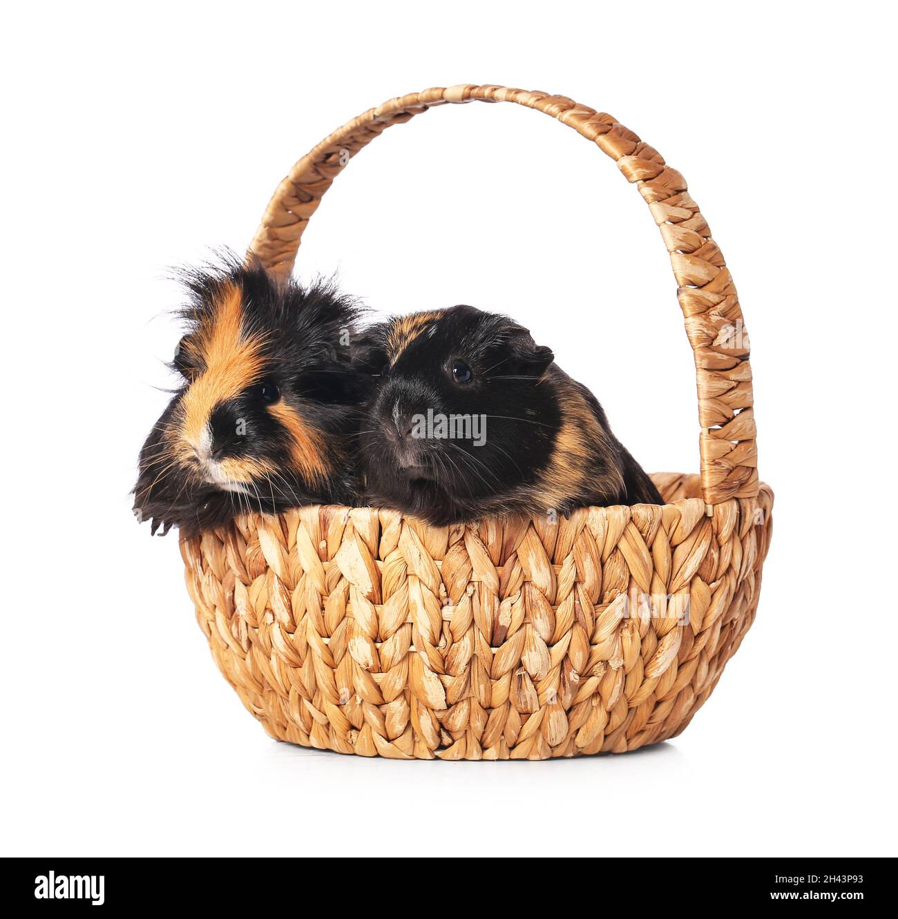 Cute guinea pig in wicker basket on white background Stock Photo Alamy