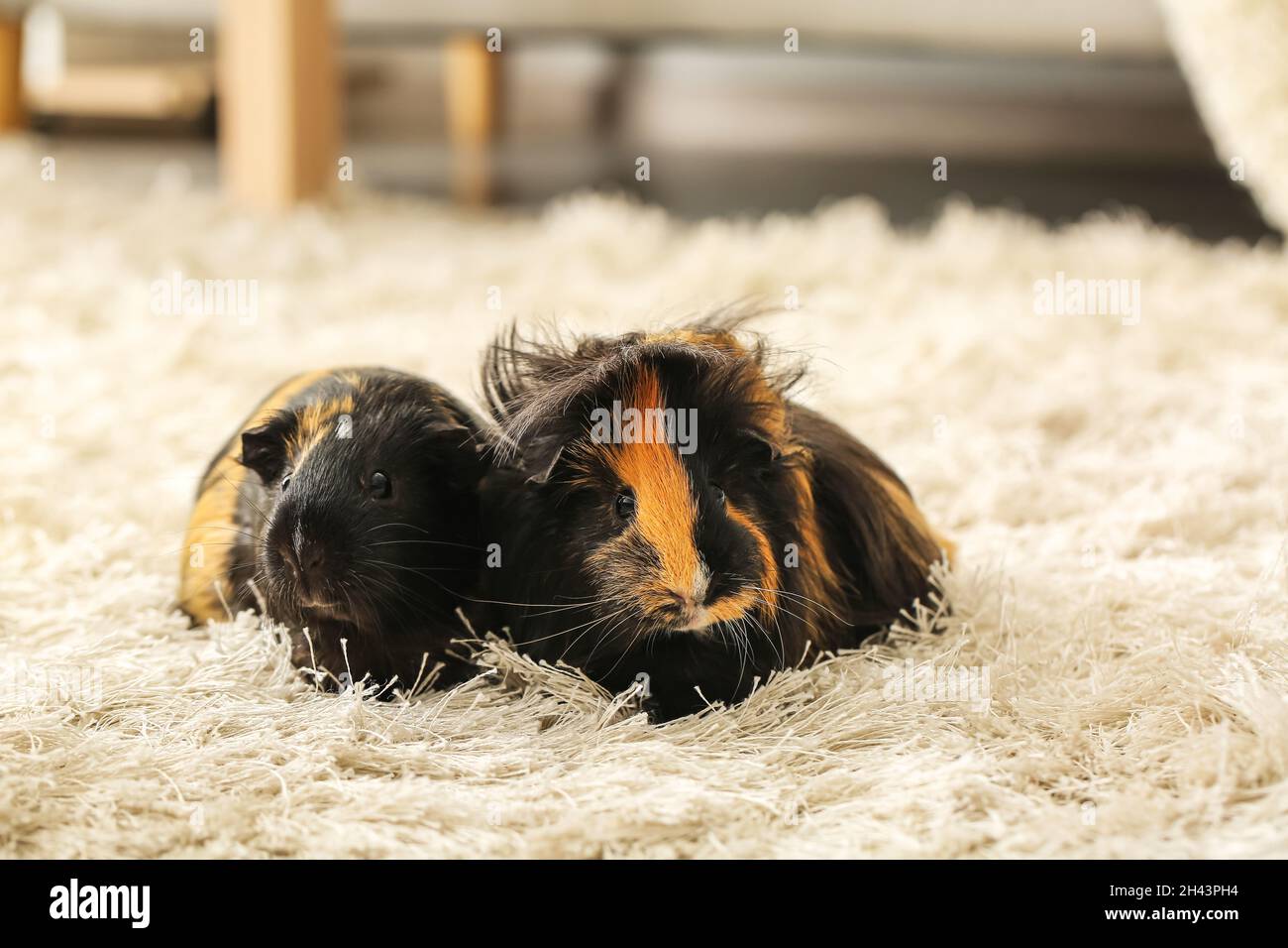 Picture of Cute guinea pigs on fluffy carpet in room Stock Photo - Alamy