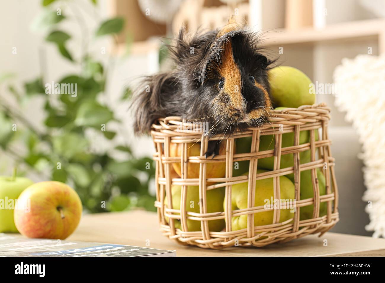 Cute guinea pig in wicker basket with apples on table in room Stock