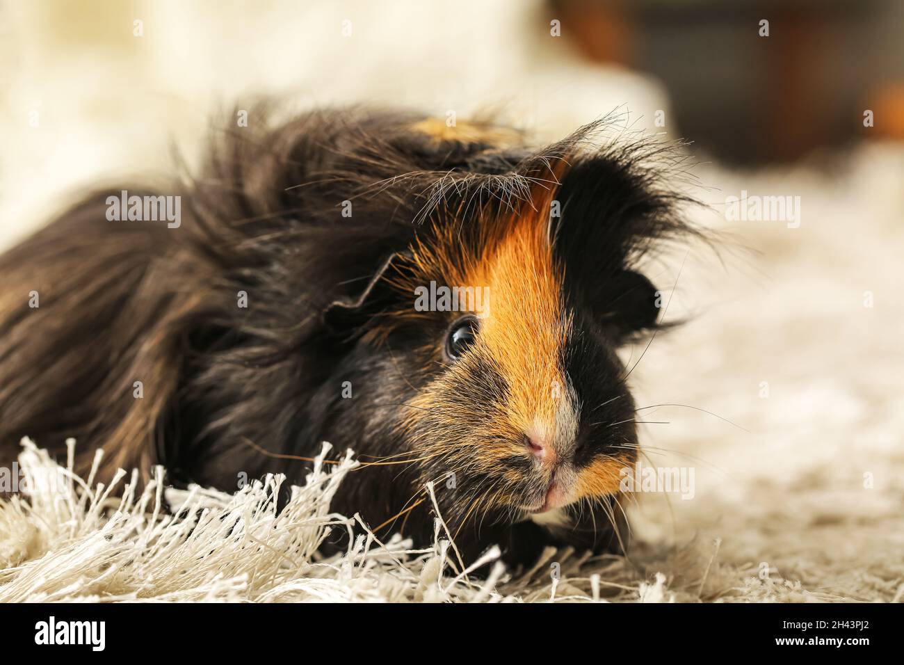 Cute guinea pig on fluffy carpet in room Stock Photo Alamy