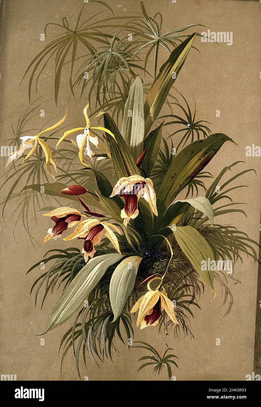 Orchid species identification hi-res stock photography and images - Alamy