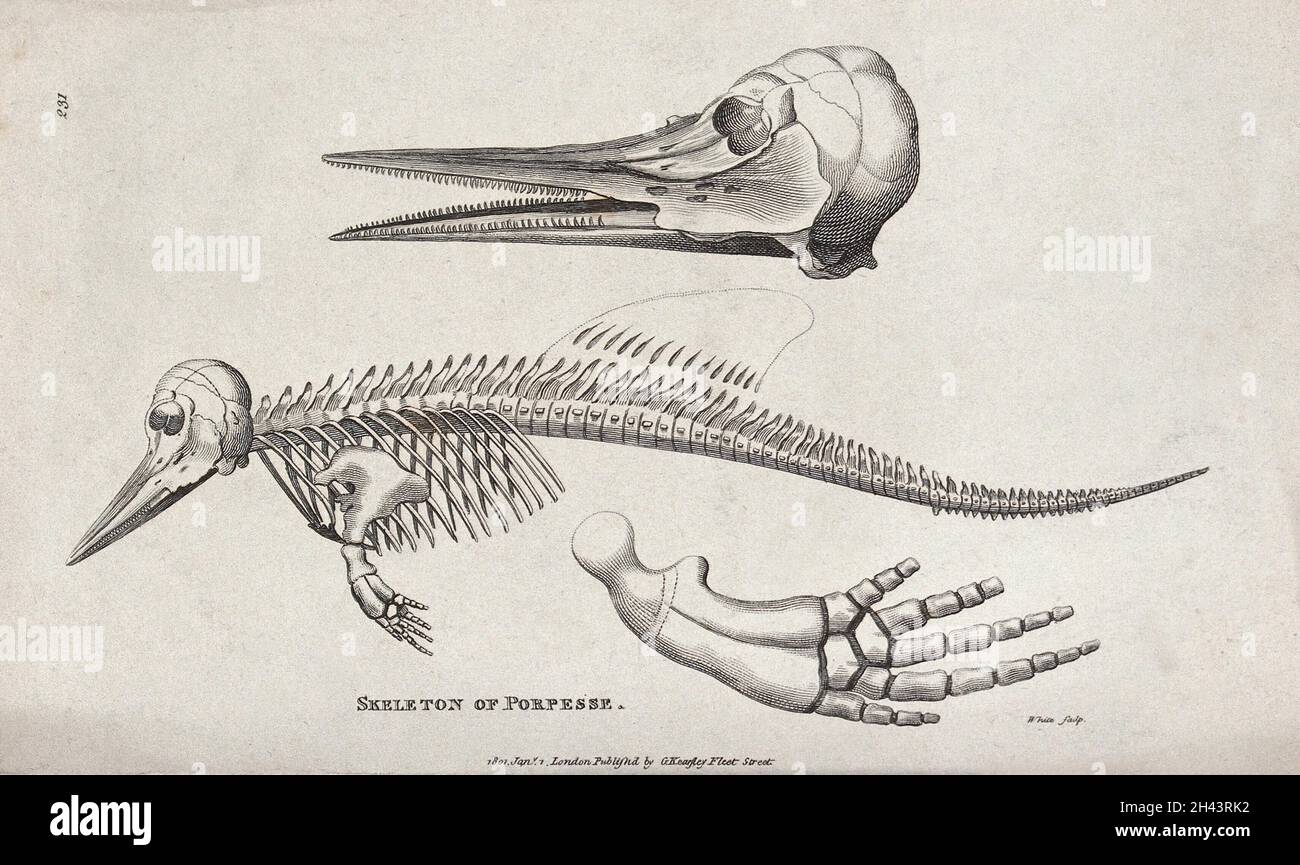 The skeletal remains of a porpoise. Etching by White Stock Photo - Alamy