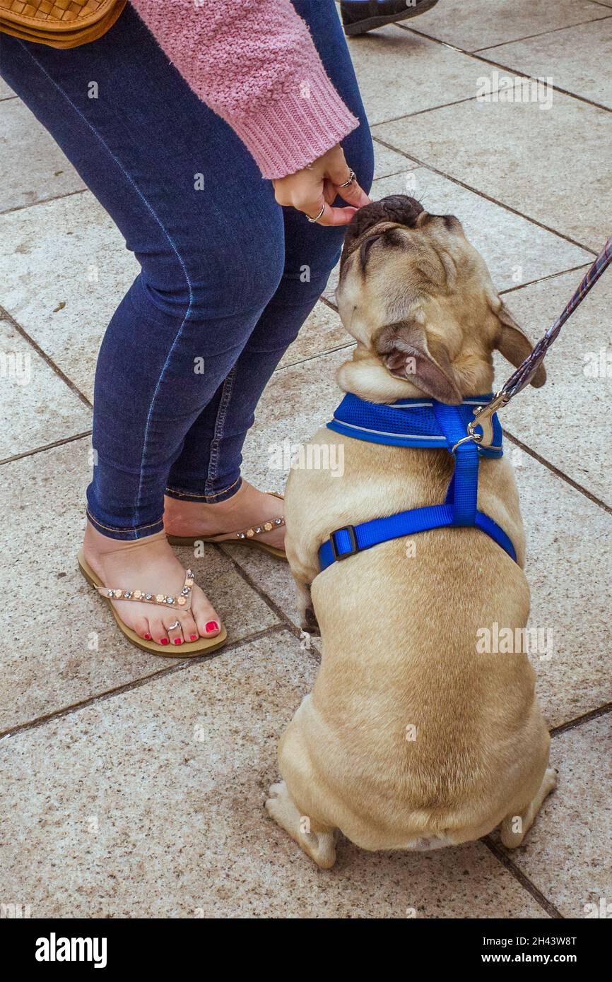 A woman feeds a small treat to a pet dog in the street. Stock Photo