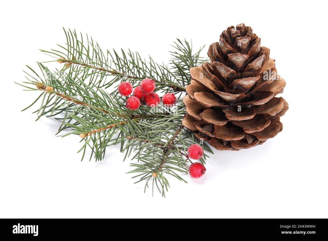 Christmas fir branches and pine cone on white background Stock Photo ...