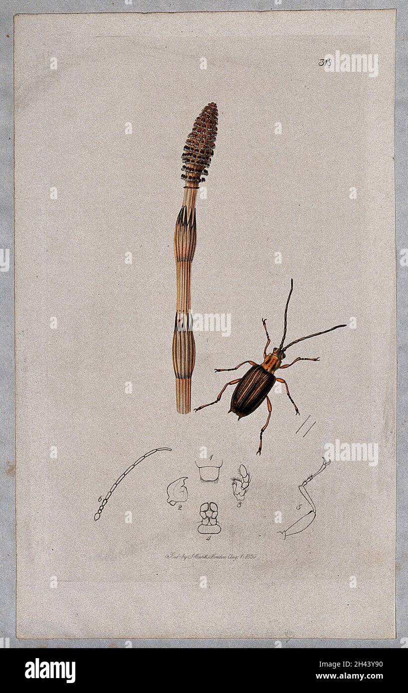A horsetail plant (Equisetum species) with an associated beetle and its anatomical segments. Coloured etching, c. 1830. Stock Photo