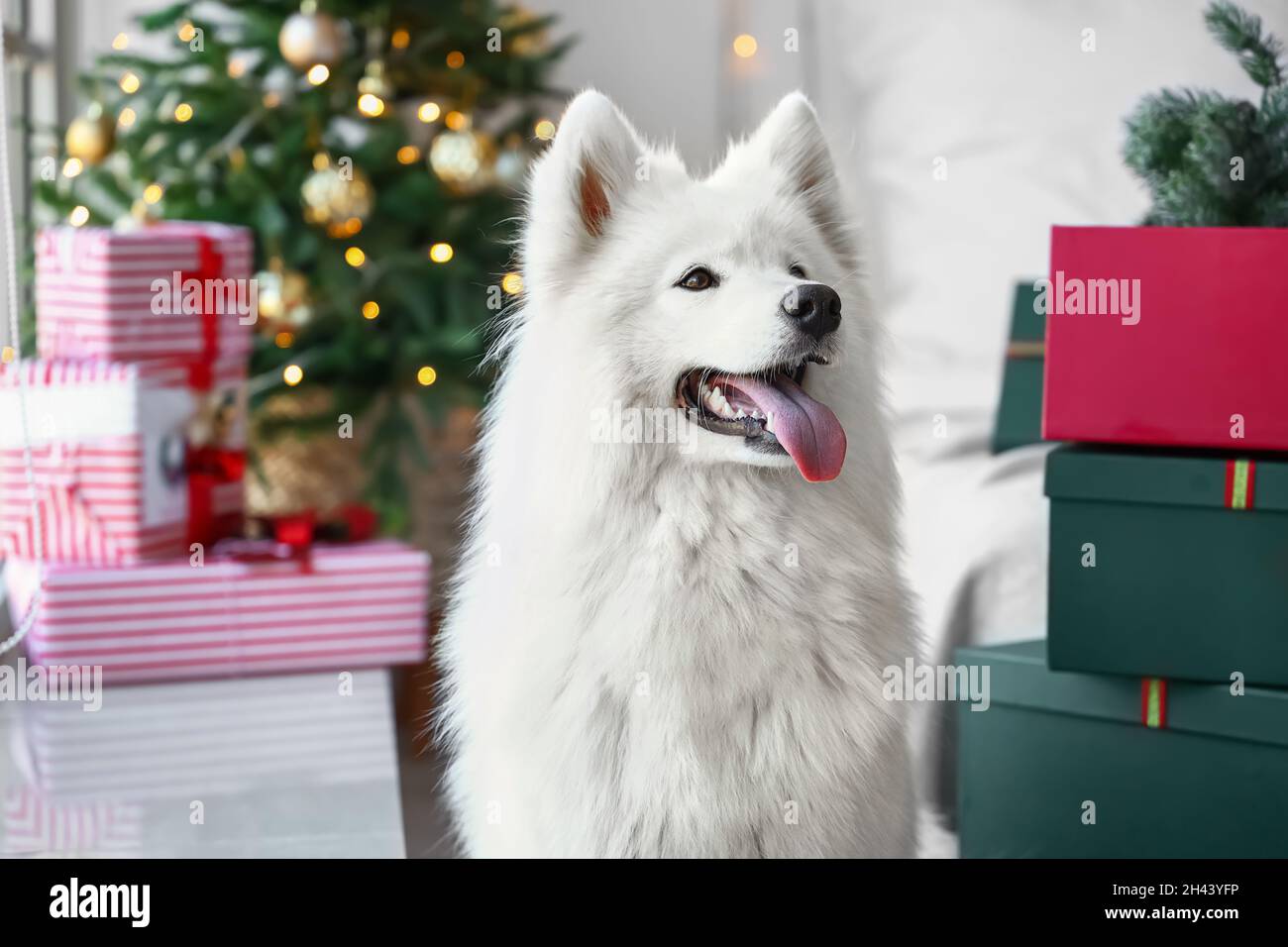 samoyed gifts