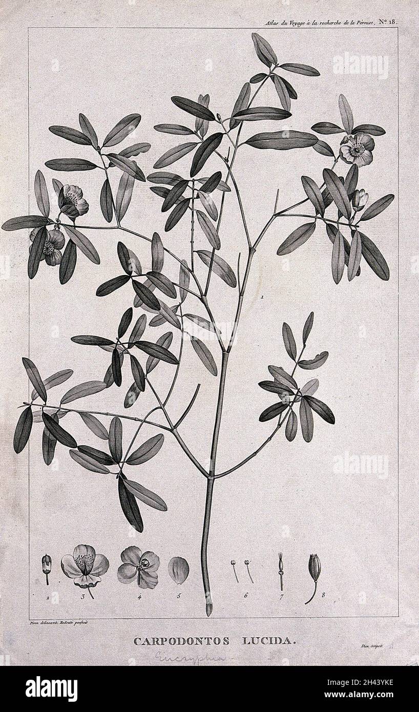 Leatherwood (Eucryphia lucida (Labill.) Baill.): flowering stem with floral segments. Engraving by C. M. F. Dien, c.1798, after P. J. Redouté and A. Piron. Stock Photo
