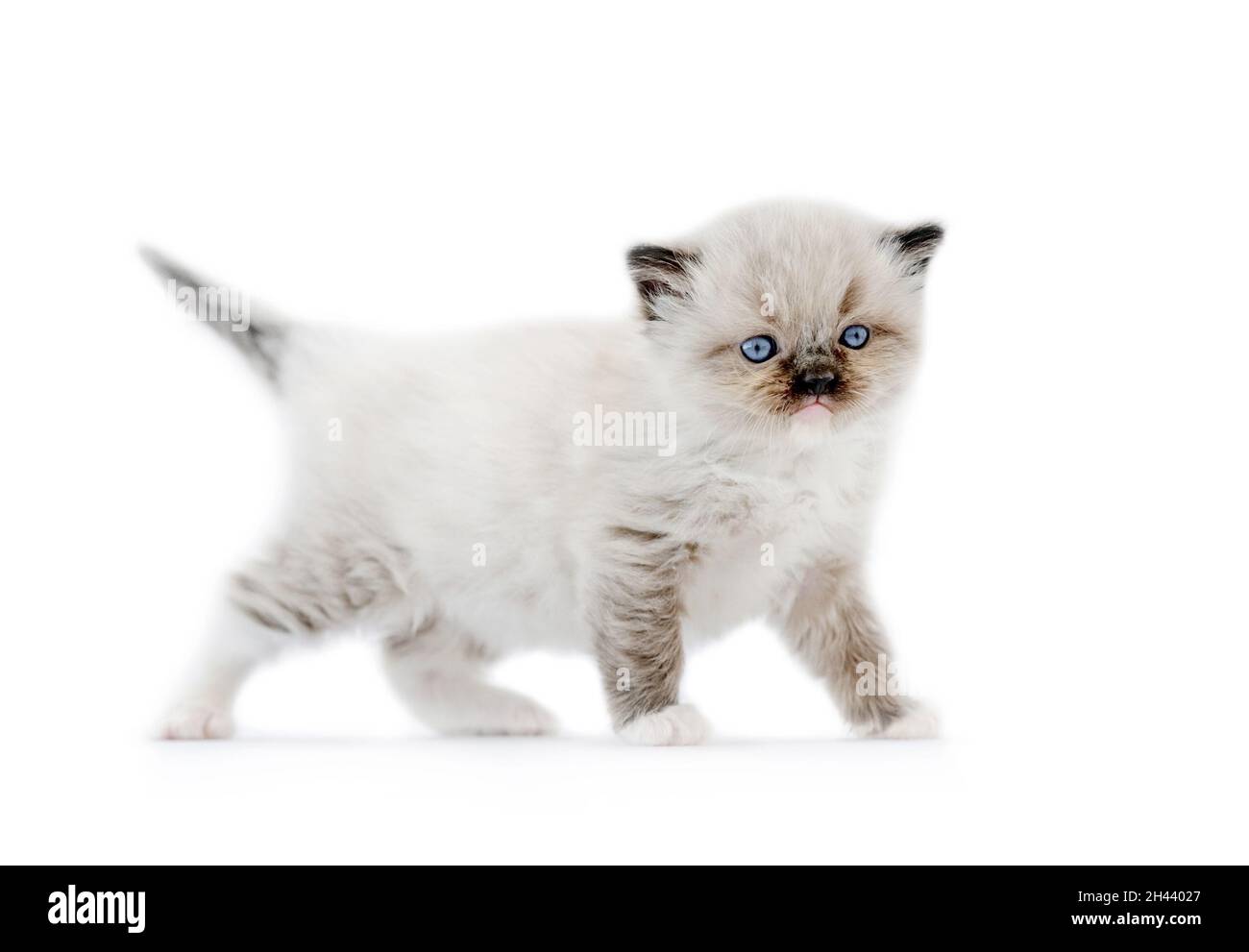 Ragdoll kitten isolated on white background Stock Photo - Alamy