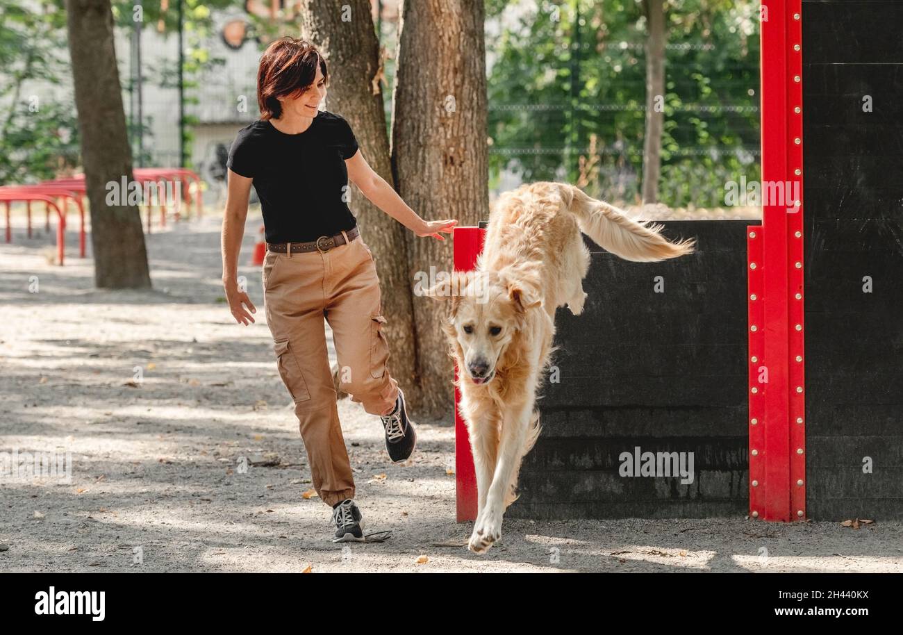 Girl training golden retriever dog Stock Photo Alamy