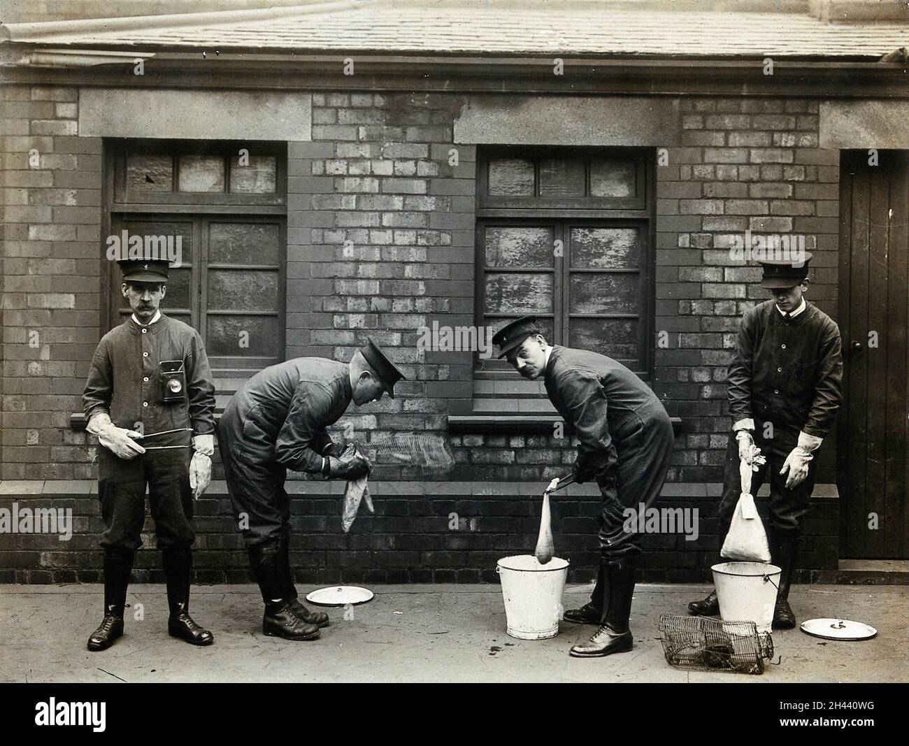 Liverpool Port Sanitary Authority ratcatchers dipping rats in buckets