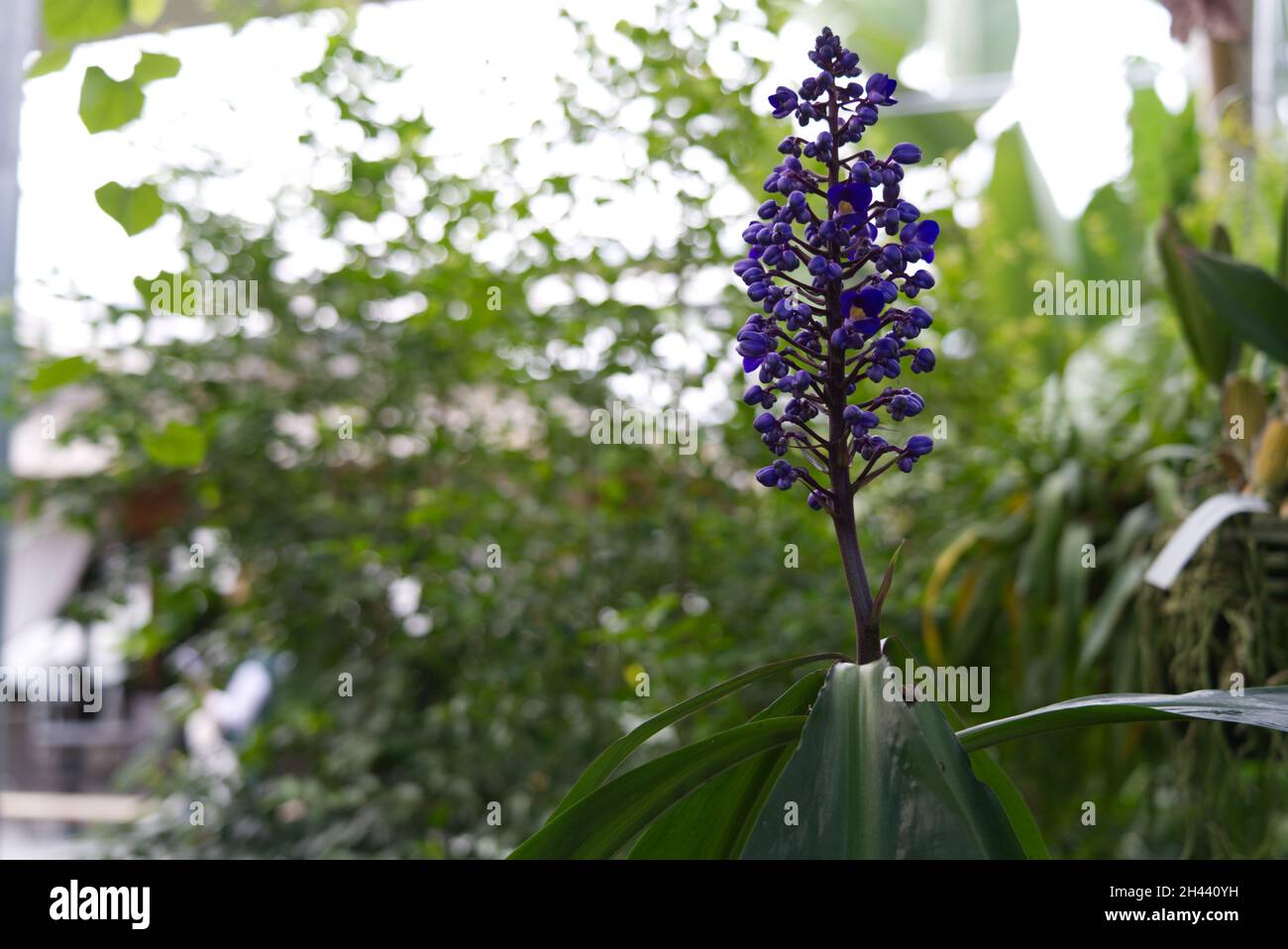 A selective focus shot of a blooming dichorisandra thyrsiflora or blue ginger flower Stock Photo