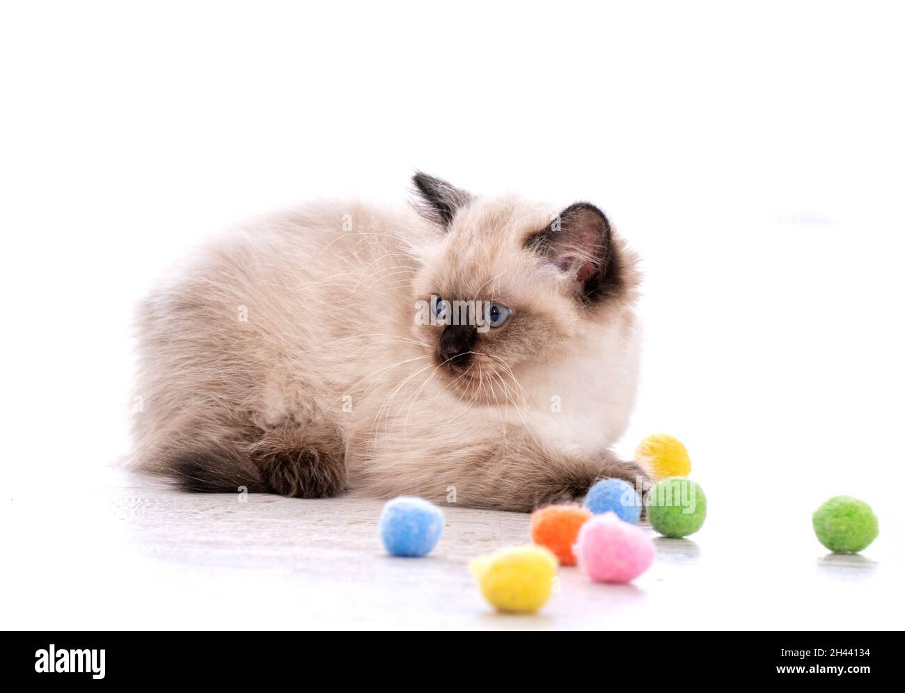 Kitten Ragdoll playing with toys Stock Photo