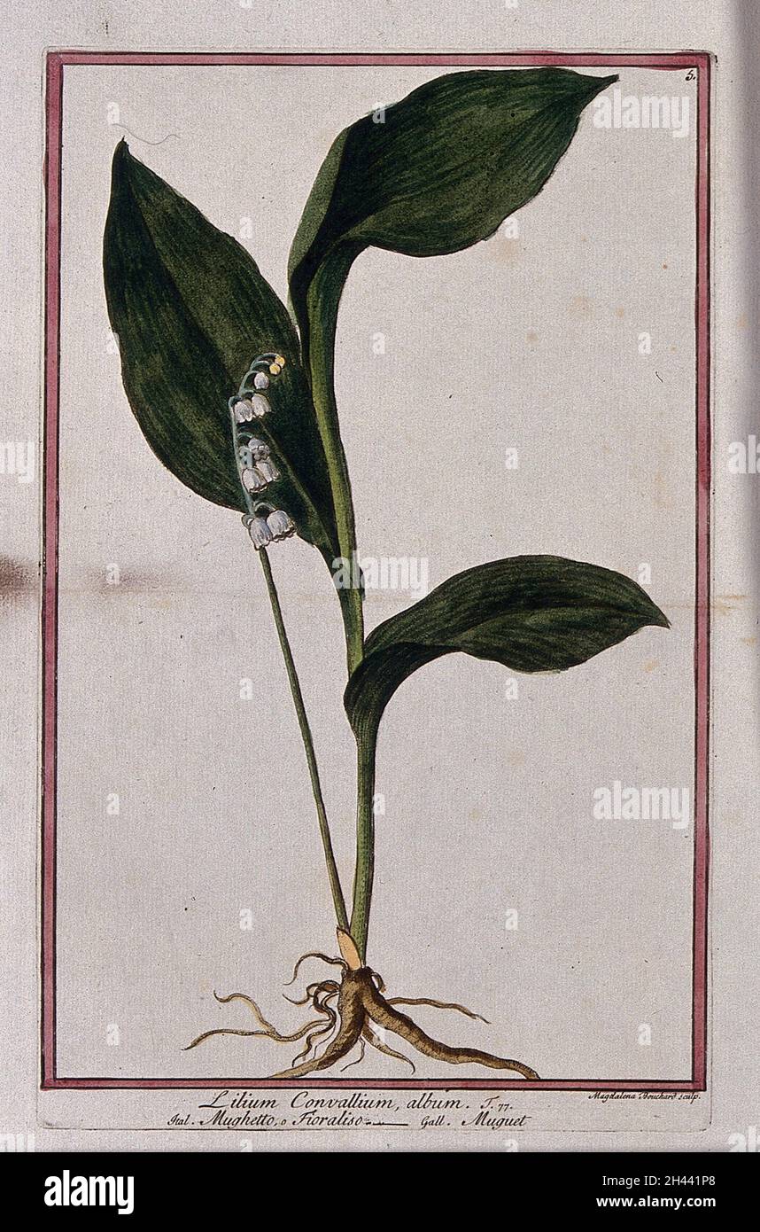 Lily-of-the-valley (Convallaria majalis L.): entire flowering plant. Coloured etching by M. Bouchard, 1772. Stock Photo