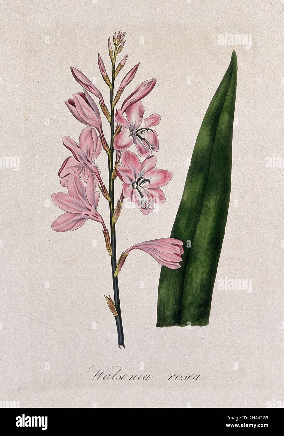 A plant (Watsonia rosea): flowering stem and leaf. Coloured lithograph. Stock Photo