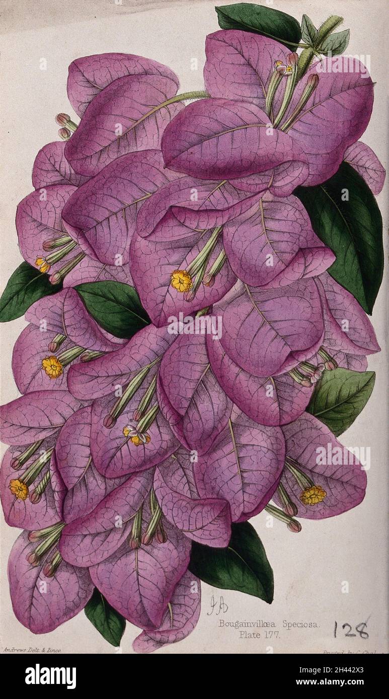 A bougainvillea plant (Bougainvillea speciosa): flowering stem. Coloured zincograph by J. Andrews, c. 1861, after himself. Stock Photo