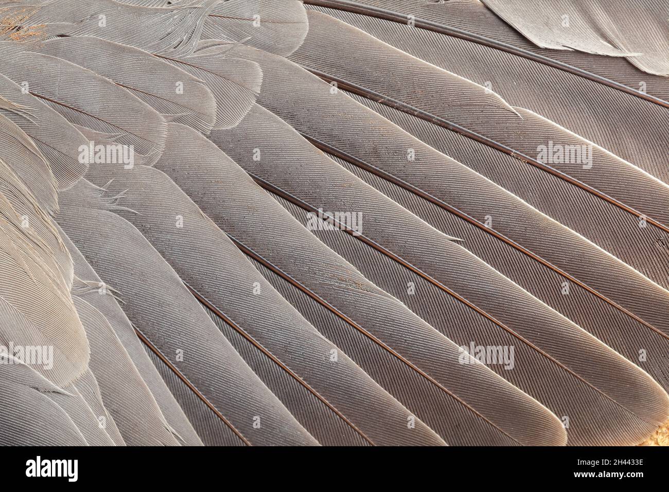 Feather pattern in high magnification closeup Stock Photo