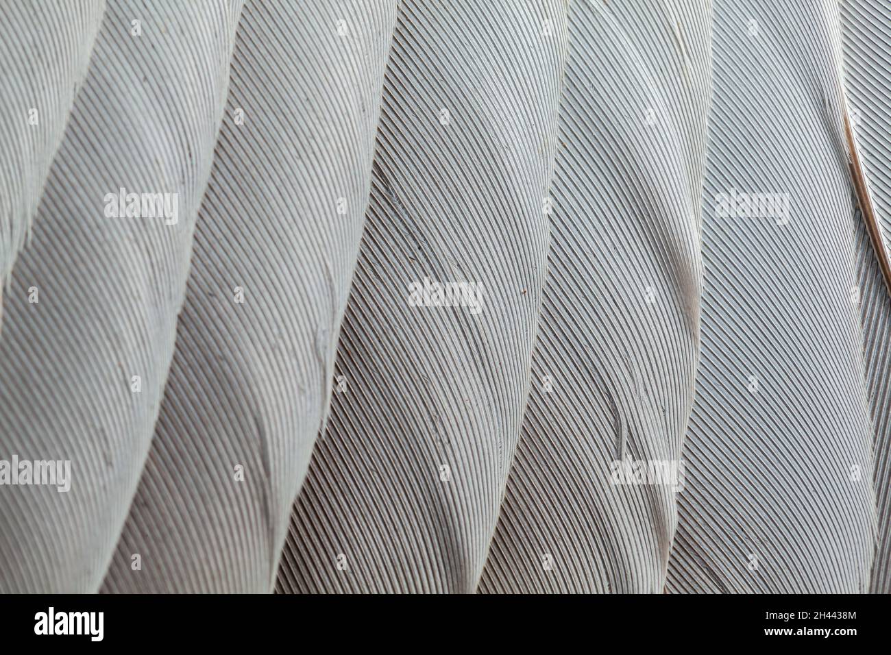 Feather pattern in high magnification closeup Stock Photo