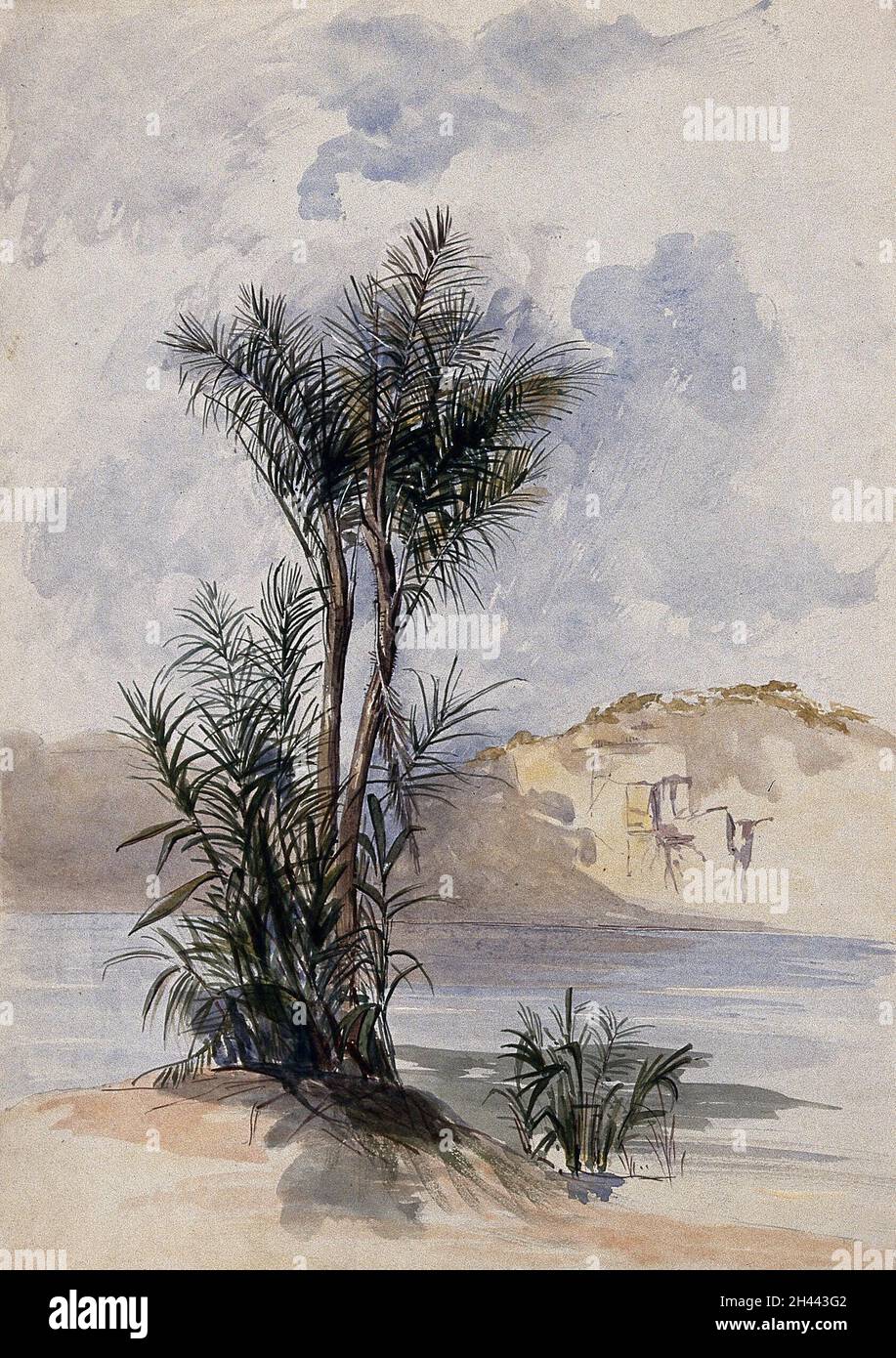 A jauari palm tree (Astrocaryum jauari) growing on a river bank. Watercolor after C. Goodall, 1846. Stock Photo