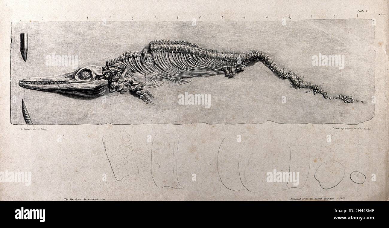 Fossilized skeleton of a waterdwelling dinosaur, with an outline