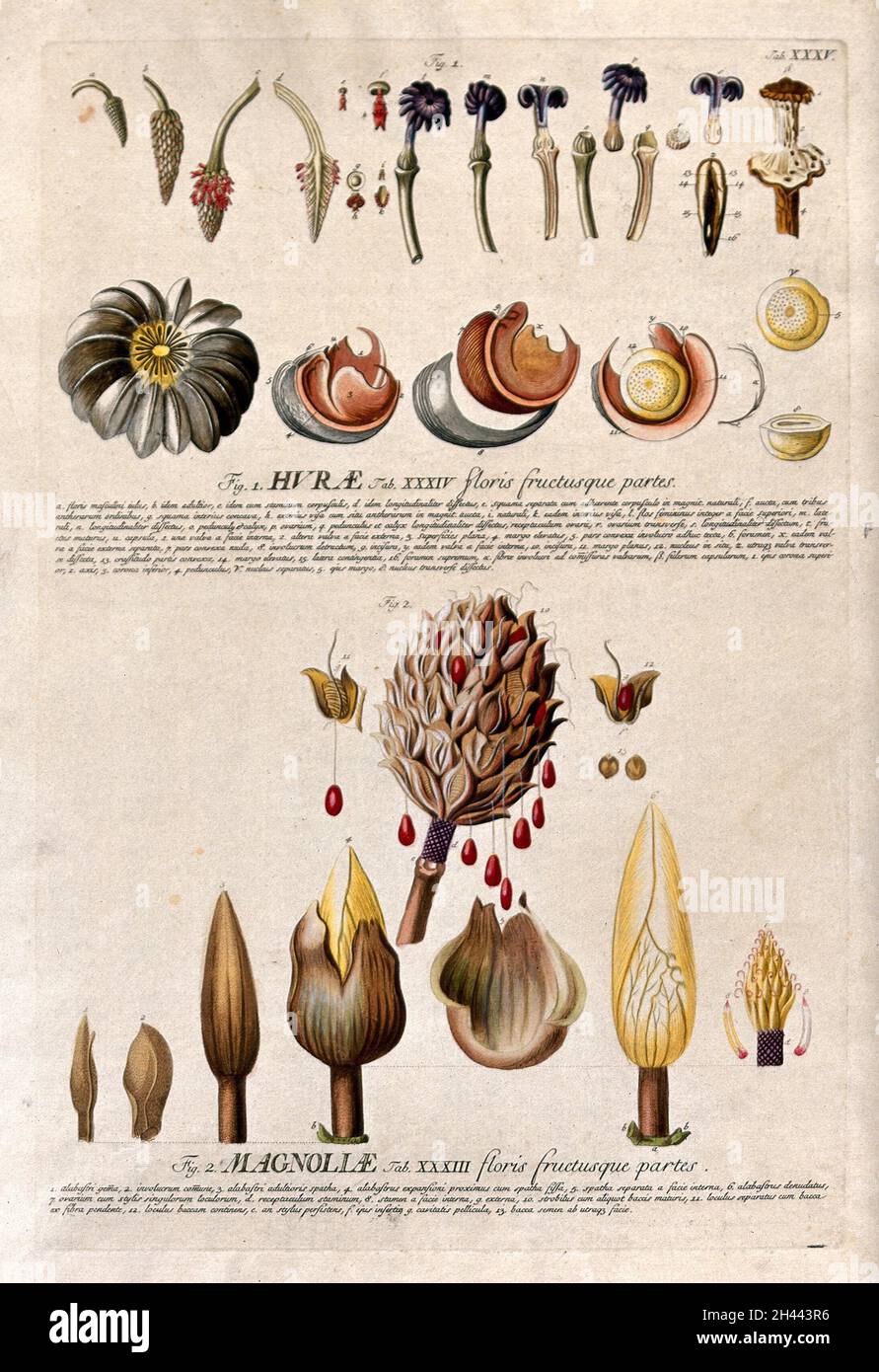 Huru (Hura crepitans L.) and bull bay (Magnolia grandiflora L.): detailed flower and fruit segments with description. Coloured engraving by J.J. or J.E. Haid, c.1750, after G.D. Ehret. Stock Photo