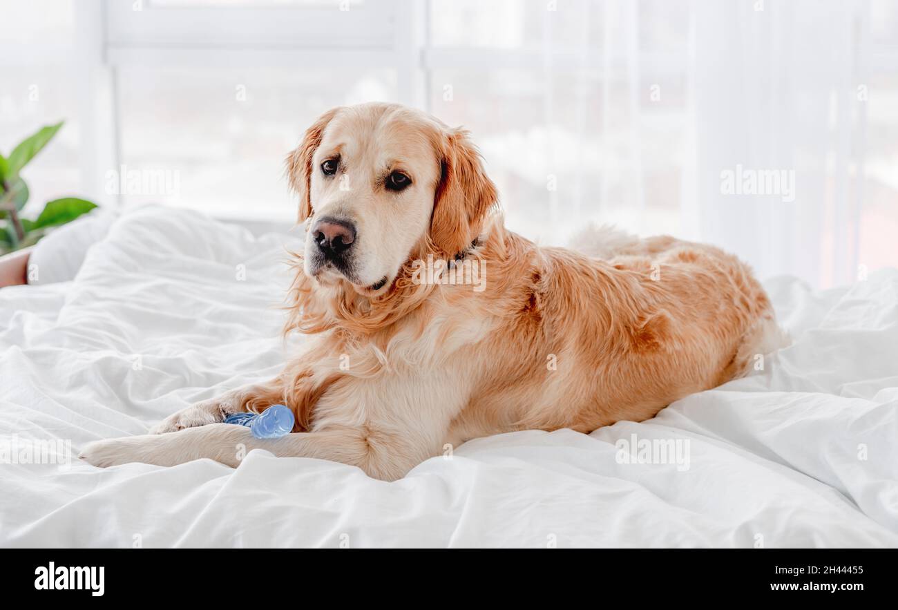 Golden retriever dog in the bed Stock Photo Alamy