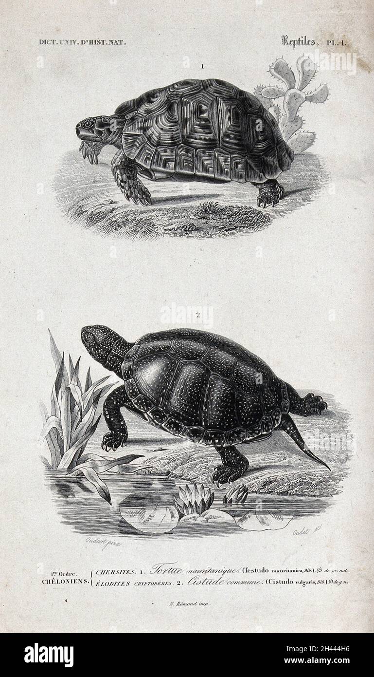 Above, a land tortoise; below, a turtle. Etching by Oudet after P.L. Oudart. Stock Photo