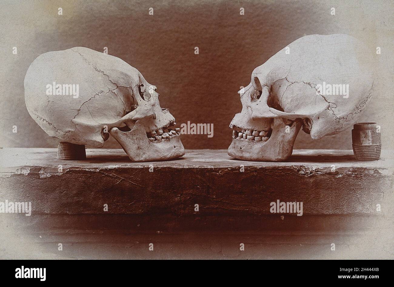 Cranial deformation: two skulls of Flathead Indians. Photograph by G.S. Boice. Stock Photo