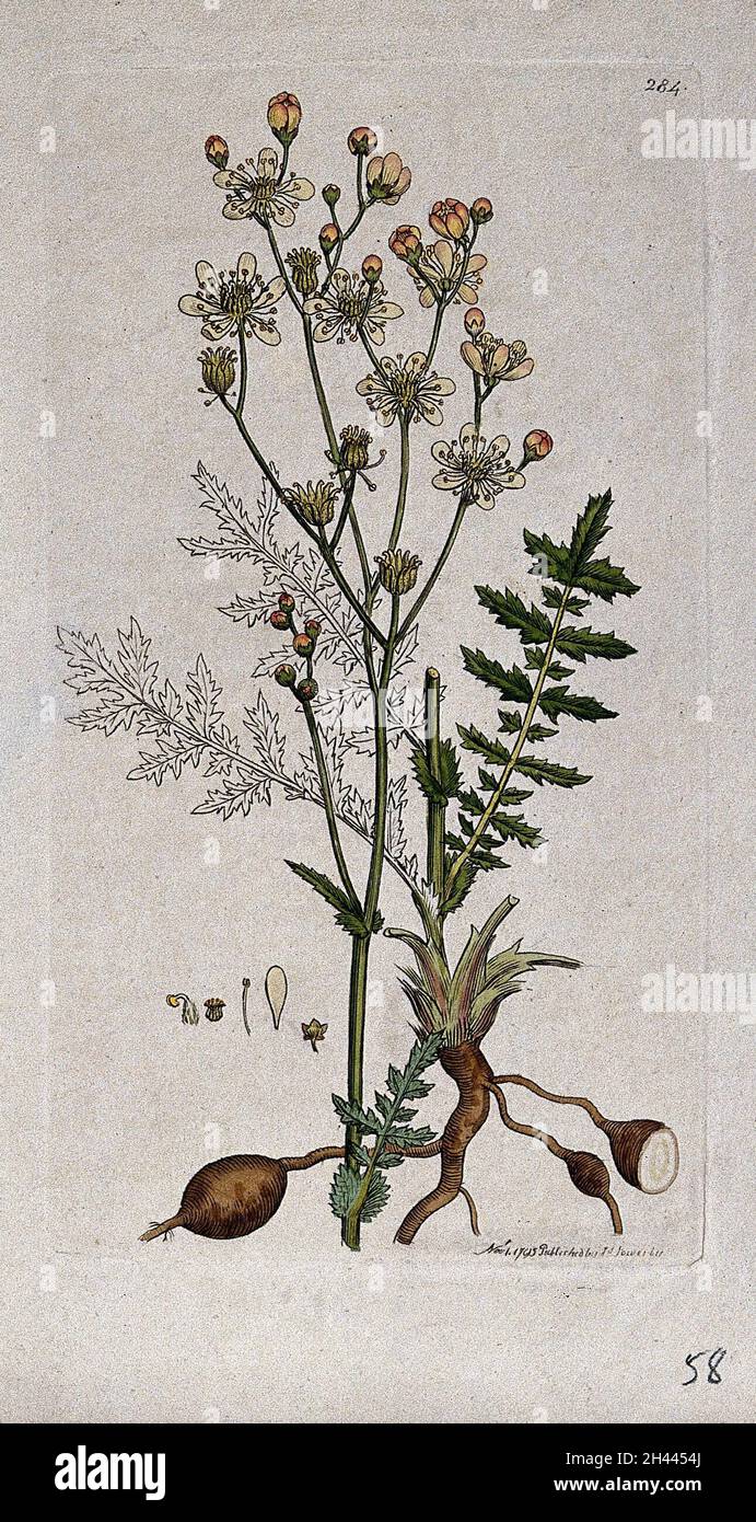 Dropwort (Filipendula vulgaris): flowering stem, leaves, roots and floral segments. Coloured engraving after J. Sowerby, 1795. Stock Photo
