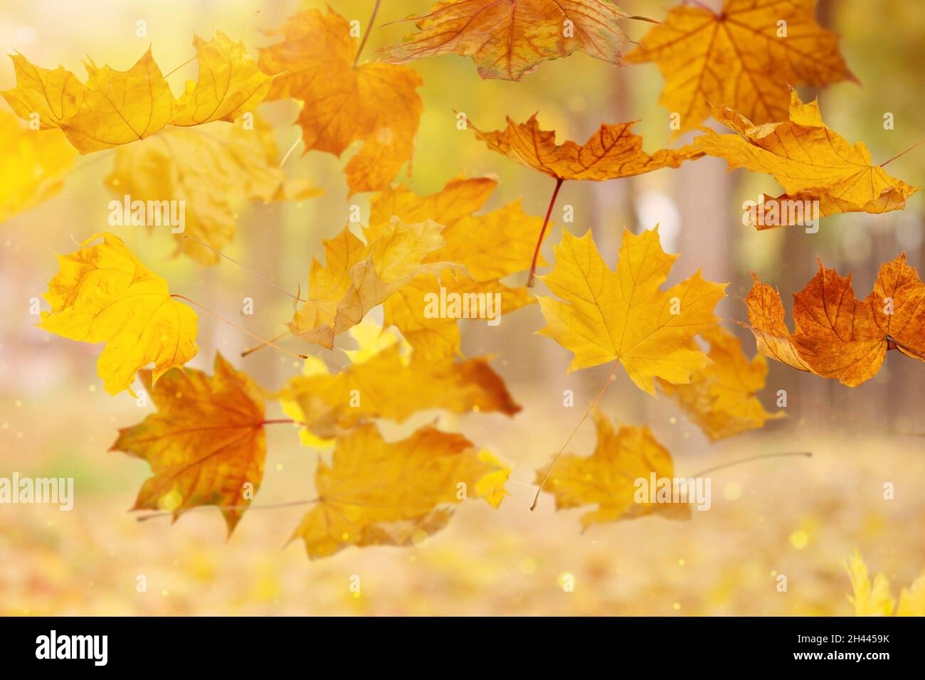 falling autumn yelow leafs on blured forest natural background Stock Photo